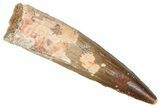 Fossil Spinosaurus Tooth - Real Dinosaur Tooth #373907-1